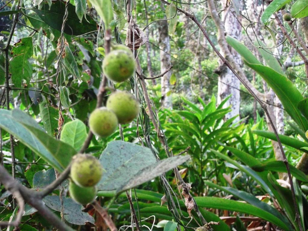 Mayapott Plantation Villa Thekkady Ngoại thất bức ảnh