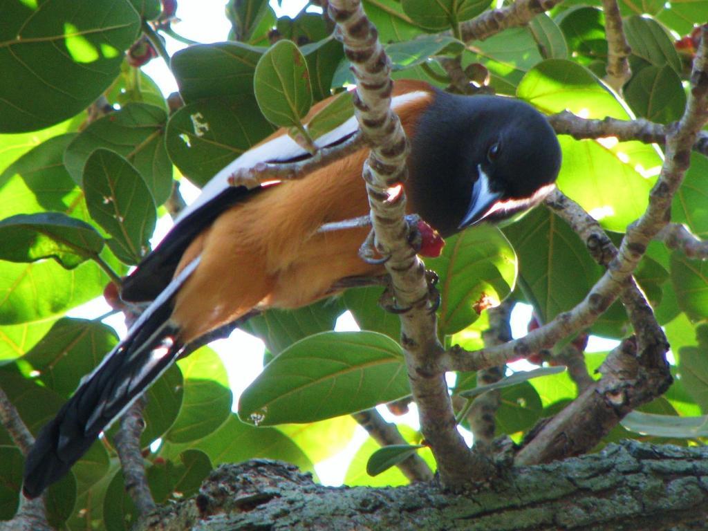 Mayapott Plantation Villa Thekkady Ngoại thất bức ảnh